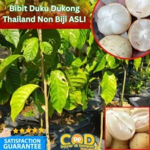 Duku Tanpa Biji - Dukong