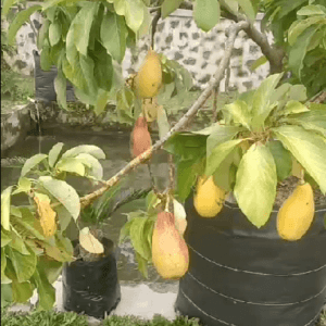 Alpukat yellow okulasi