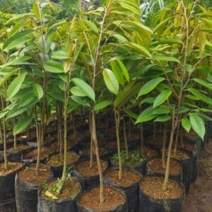 Bibit durian musangking