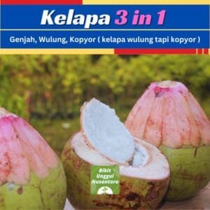 Kelapa 3in1