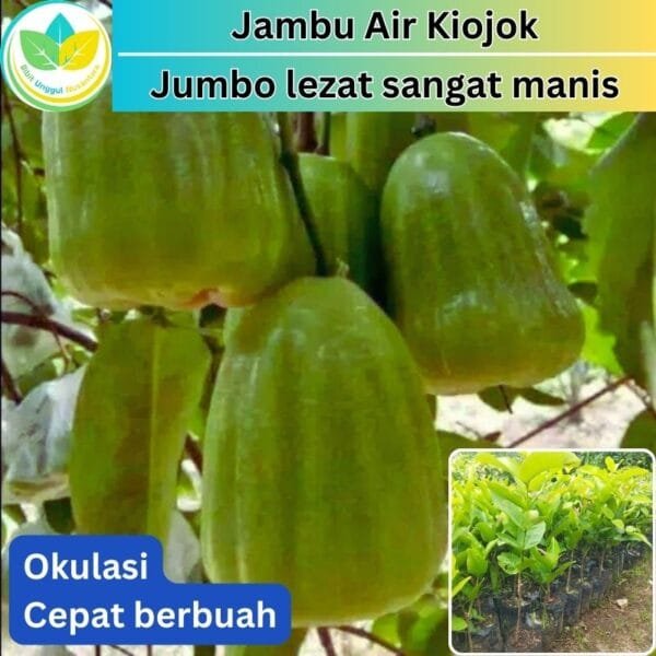 bibit unggul kiojok Thailand