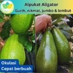 Alpukat Aligator Okulasi