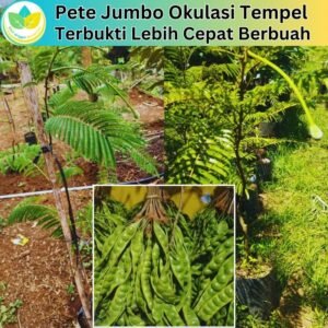 Bibit Unggul Pete Jumbo Okulasi Tempel