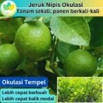Jeruk Nipis Okulasi