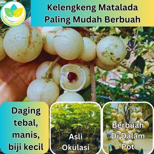 Kelengkeng Matalada Paling Mudah Berbuah