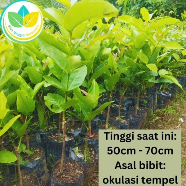 Spesifikasi bibit unggul kiojok