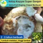 kelapa genjah kopyor