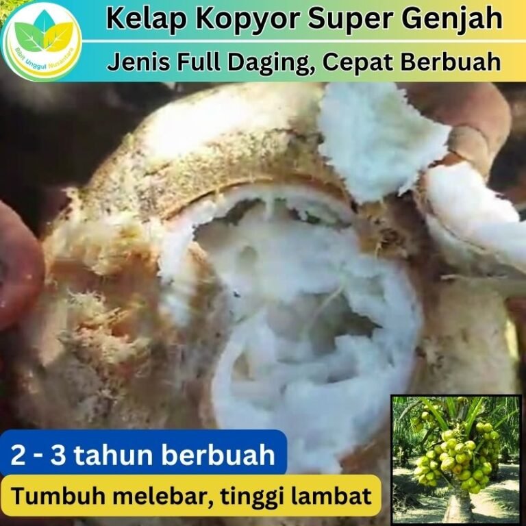 kelapa genjah kopyor