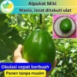 Alpukat Miki