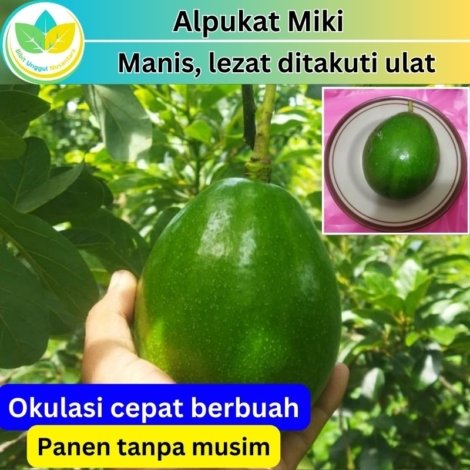 Alpukat Miki