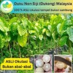 Duku Non Biji (Dukong) Malaysia