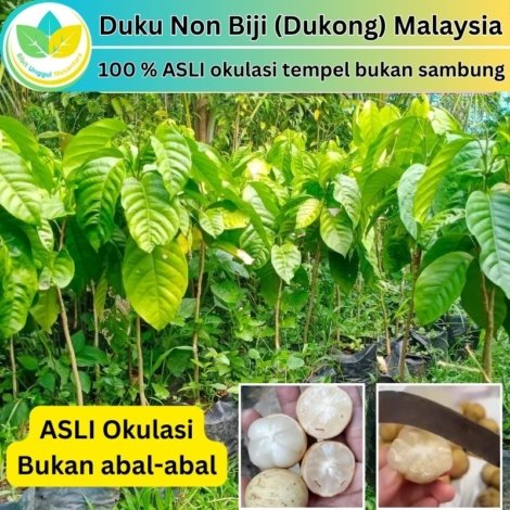Duku Non Biji (Dukong) Malaysia