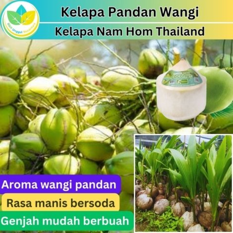 Kelapa Pandan Wangi
