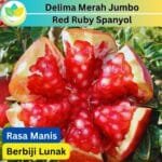 Delima Merah Red Ruby Spanyol