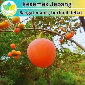 Kesemek manis asal Jepang