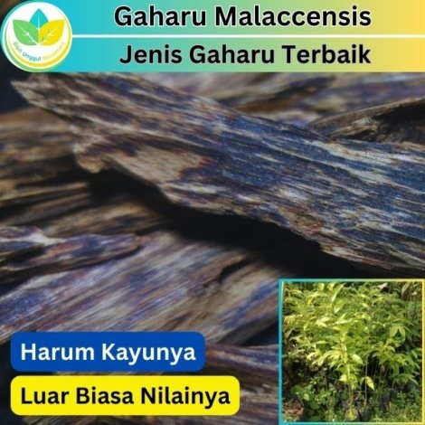 Gaharu Malaccensis