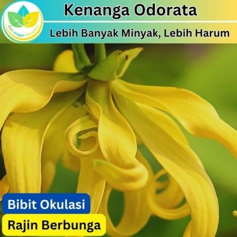 Kenanga Odorata