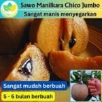Sawo Manilkara Chico Jumbo