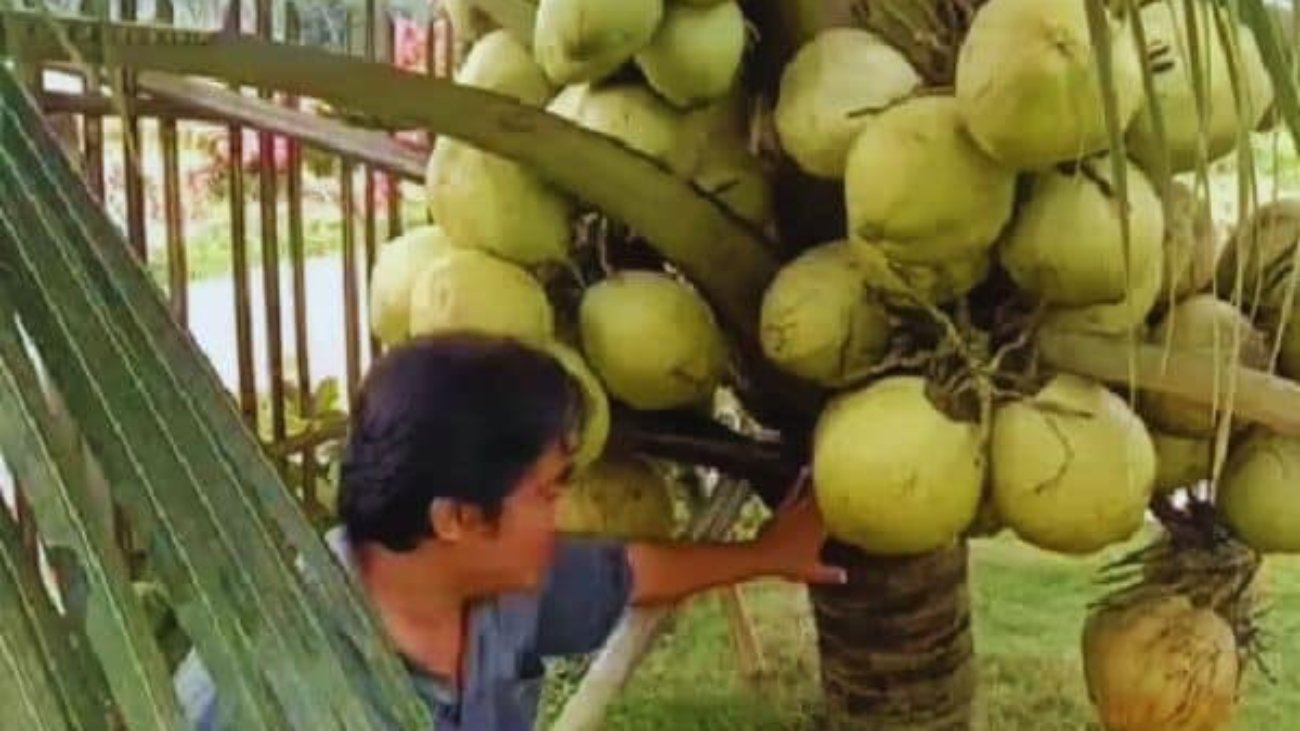 Kelapa Genjah Entok Super