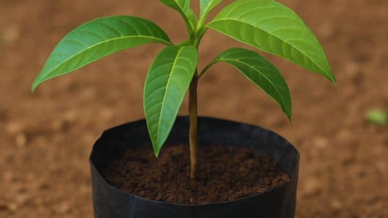 Bibit semai tumbuh subur di polybag hitam