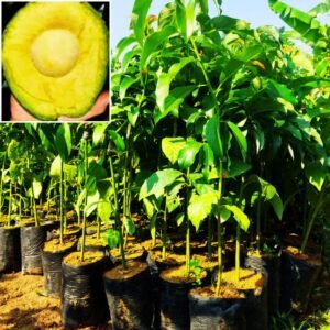 Bibit Alpukat Markus Asli Okulasi