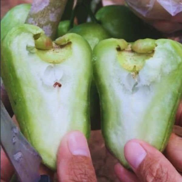 Potongan buah jambu air Kiojok Thailand dengan daging tebal dan tekstur renyah berwarna hijau