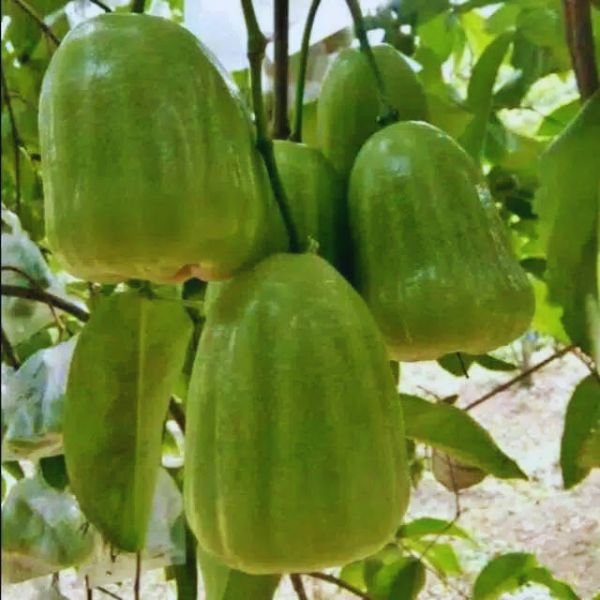 Buah jambu air Kiojok Thailand hijau jumbo menggantung di pohon dengan bentuk besar dan segar