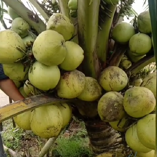Kelapa Genjah Entok Cepat Berbuah – Cocok untuk Pekarangan dan Budidaya