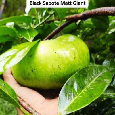 Bibit Black Sapote Matt Giant Asli Okulasi Non Biji