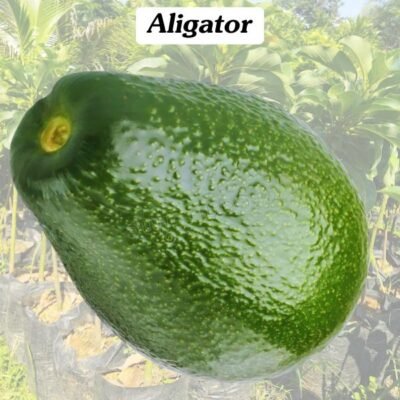 Bibit Unggul Alpukat Aligator Okulasi