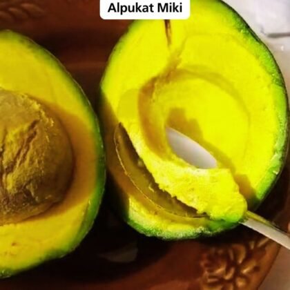 Bibit Unggul Alpukat Miki Okulasi