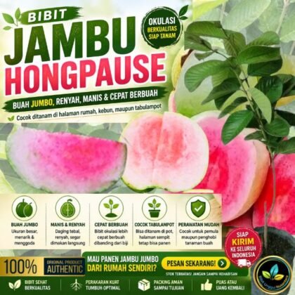 Bibit jambu Hongpause okulasi siap tanam dengan buah jumbo warna merah muda, manis, renyah, dan cepat berbuah.