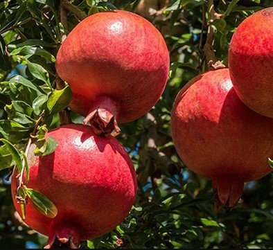 Bibit Delima Merah Asli Biji Lunak