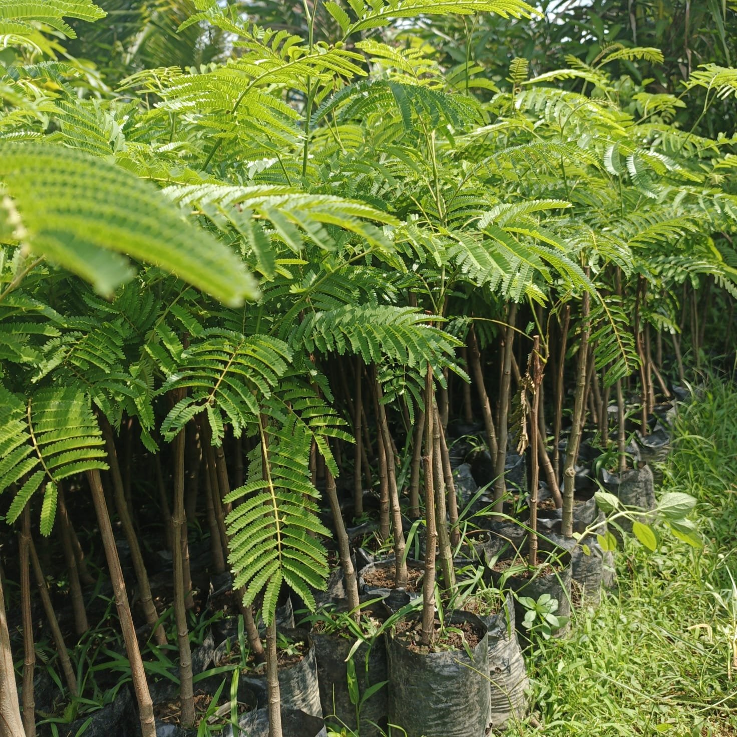 Bibit pete jumbo okulasi dalam polybag siap tanam